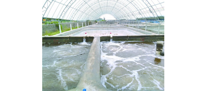 養(yǎng)蝦先養(yǎng)水！養(yǎng)水的關(guān)鍵核心原來是它！
